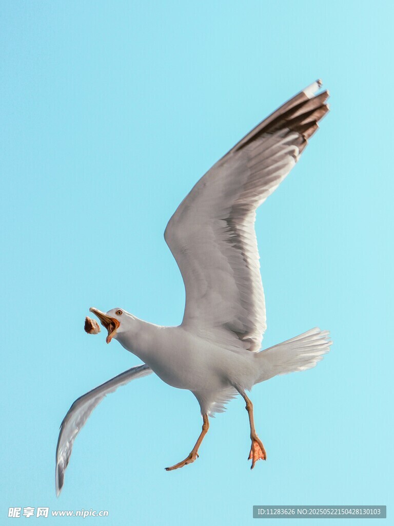 藍天中展翅飛翔的海鷗