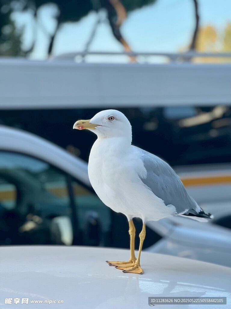 車頂站立的海鷗