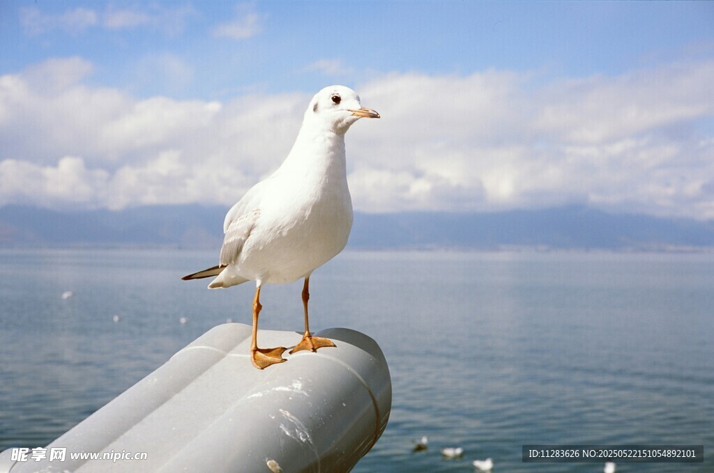 海鷗立于船沿眺望大海