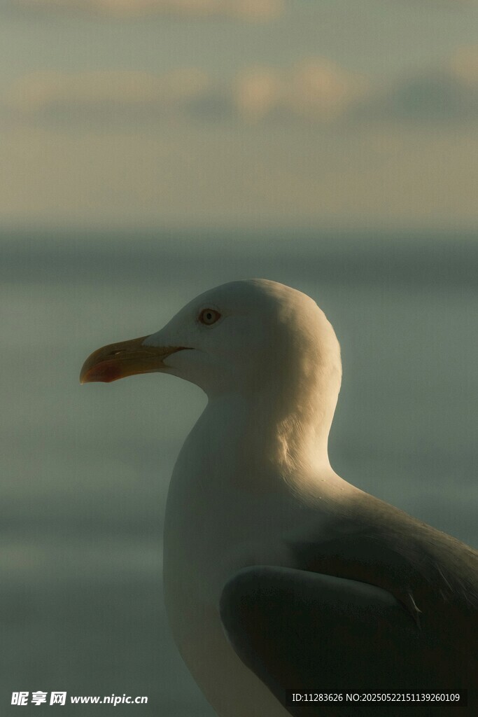 海邊海鷗特寫