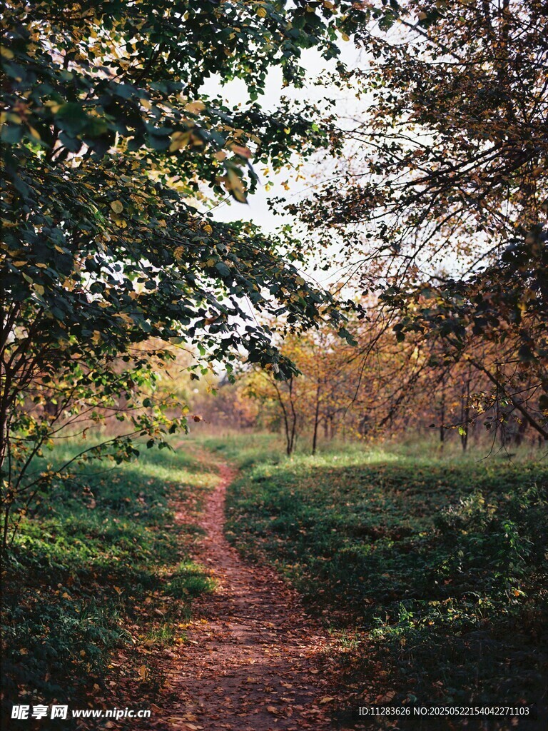 林間小徑的靜謐自然之景