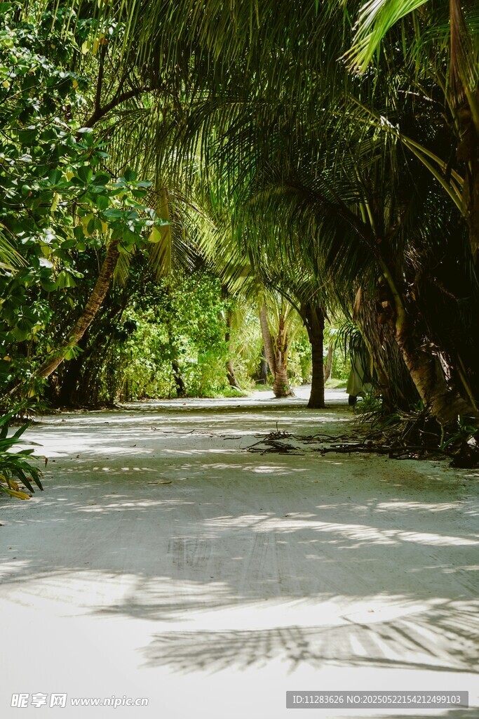 林間白沙路 靜謐自然景