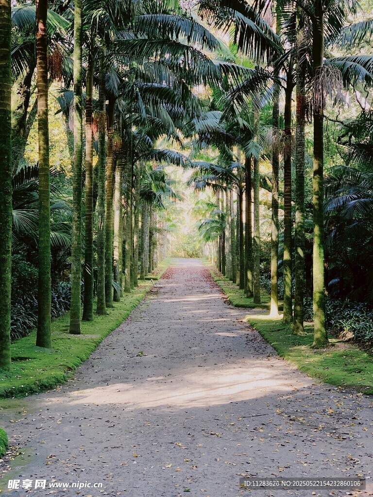 林間幽靜小路