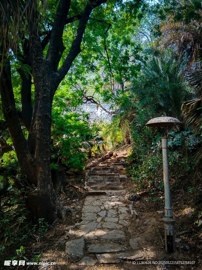 林間石徑 靜謐自然之景