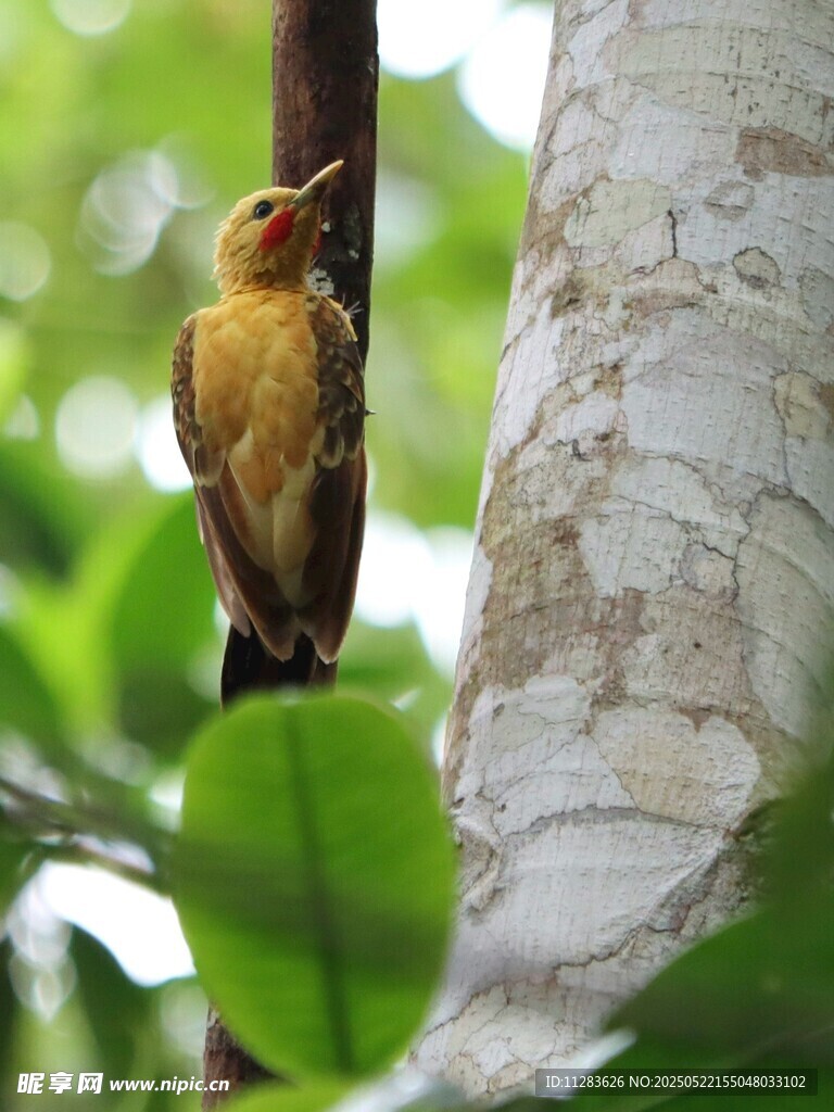 樹干上的黃鳥