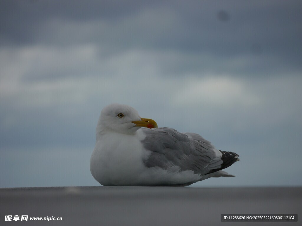 靜棲的海鷗