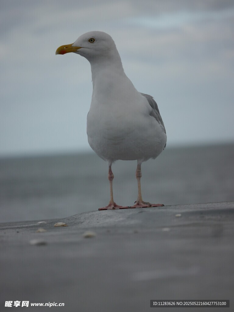 海邊站立的海鷗