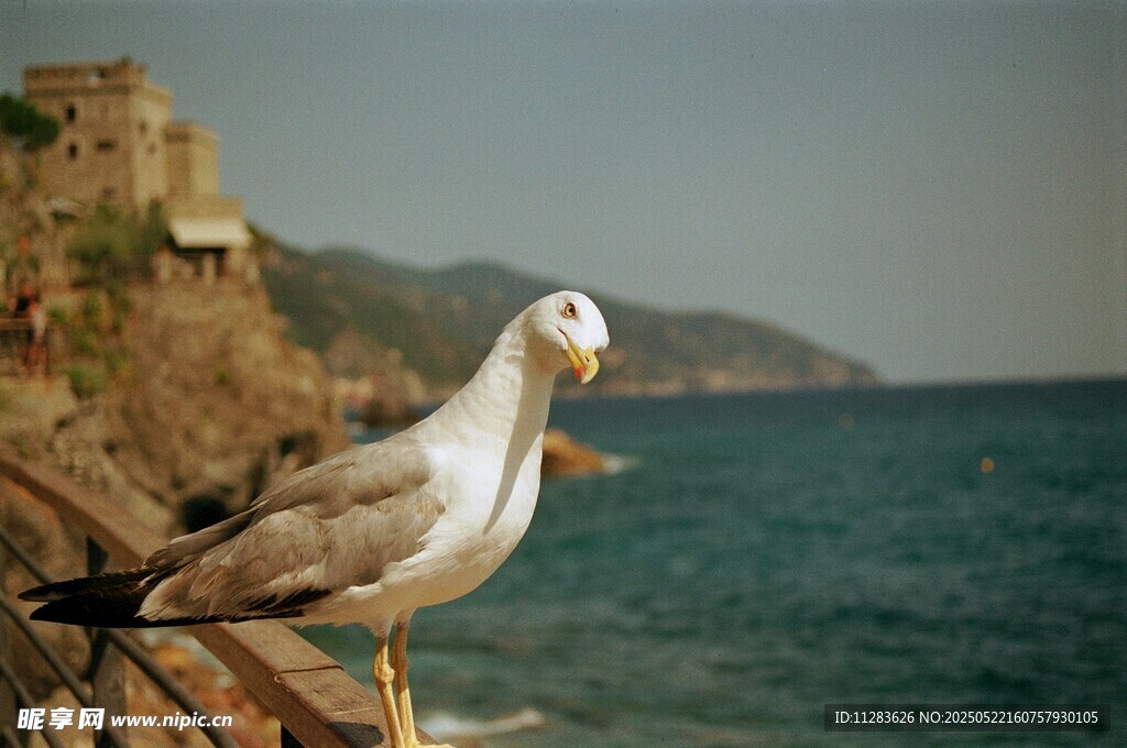 海邊欄桿上的海鷗