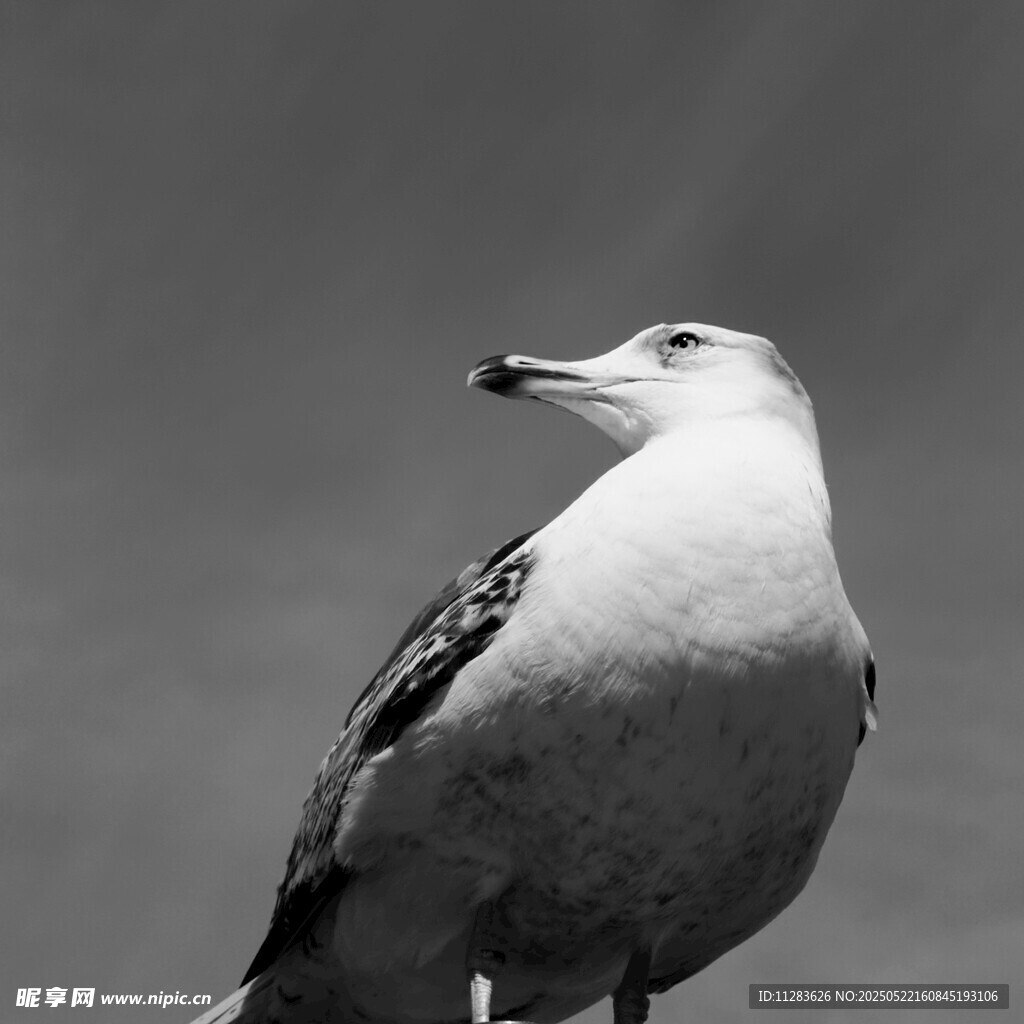 黑白海鷗特寫