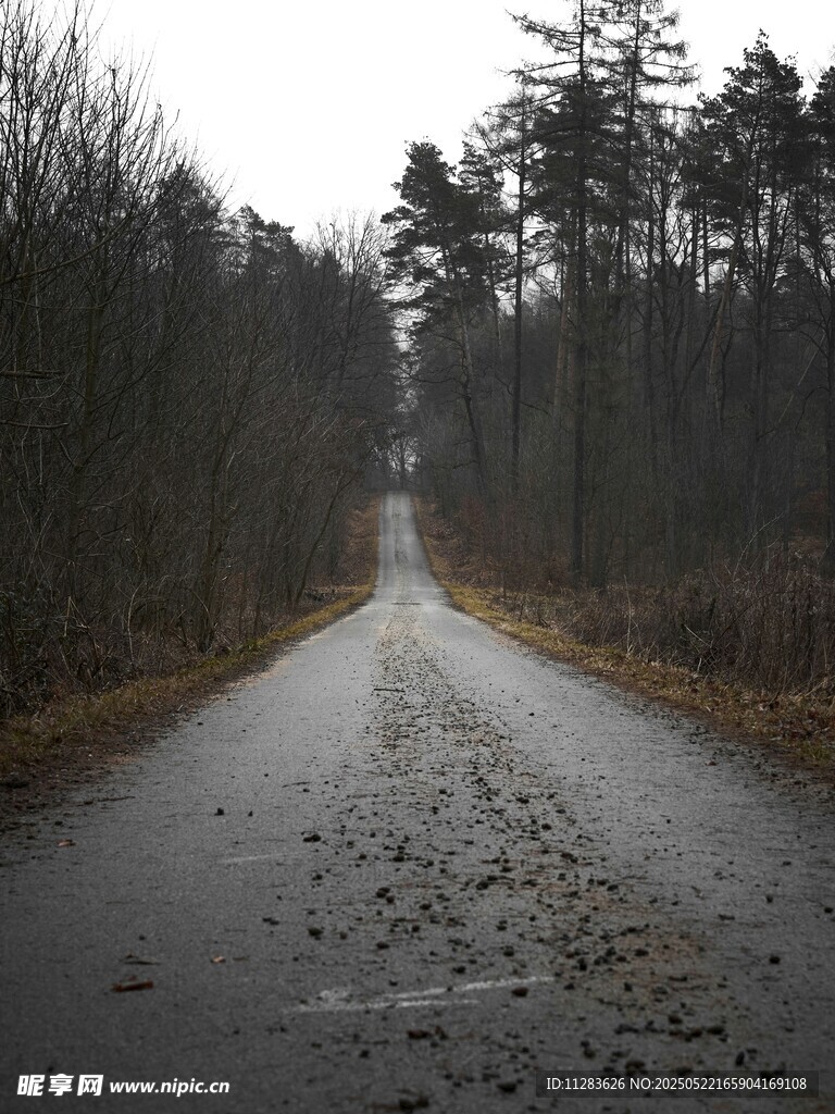 雨后林間濕路