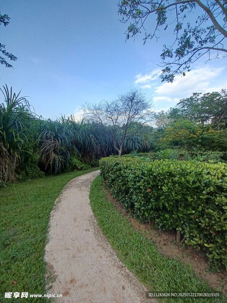 蜿蜒小徑旁的綠植景觀