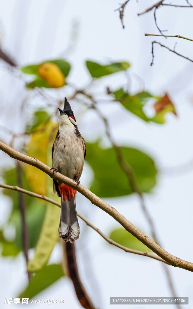 枝頭黃鳥