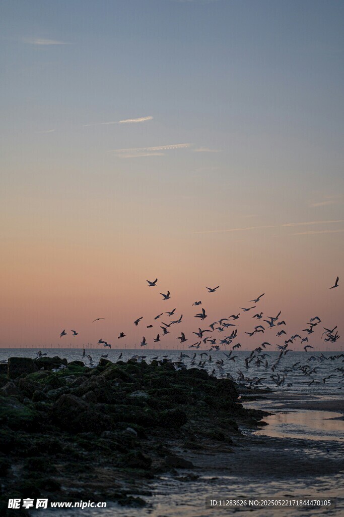 海邊暮色中群鳥飛舞