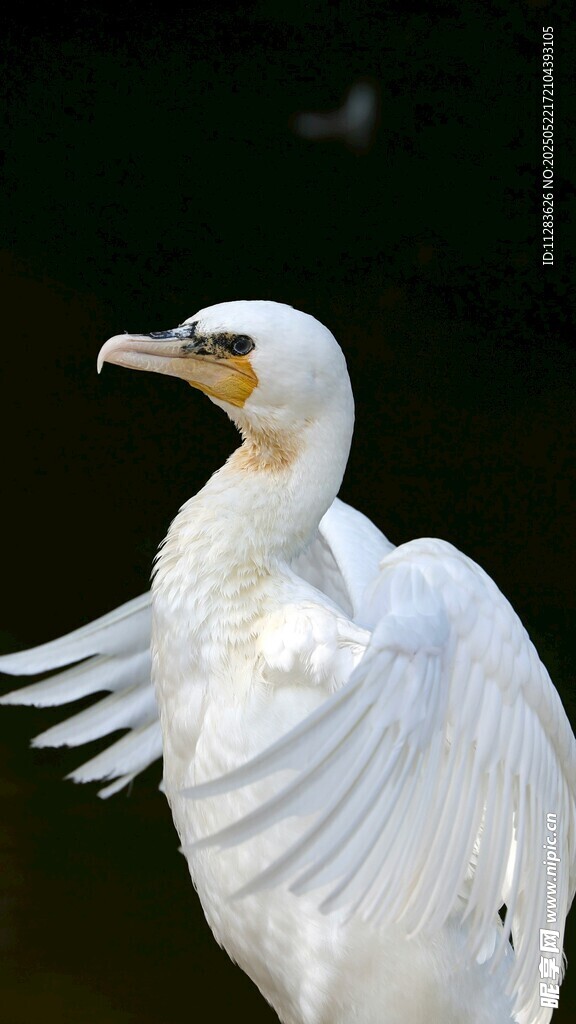 展翅白鳥特寫