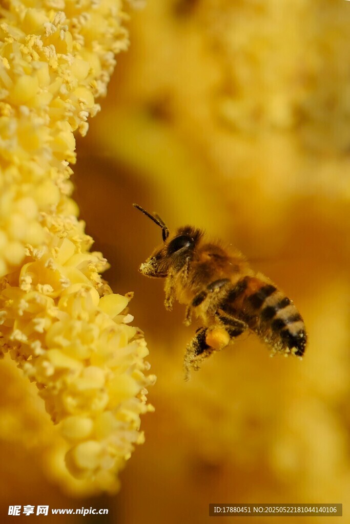 蜜蜂