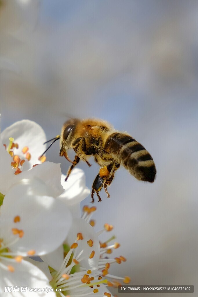 蜜蜂