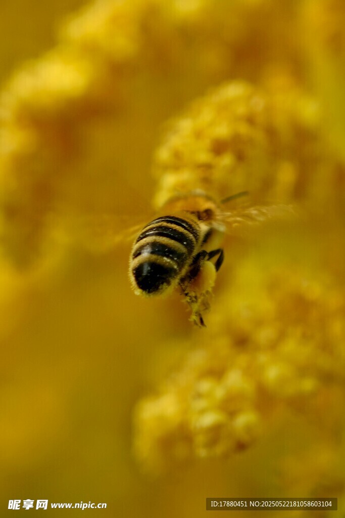 蜜蜂