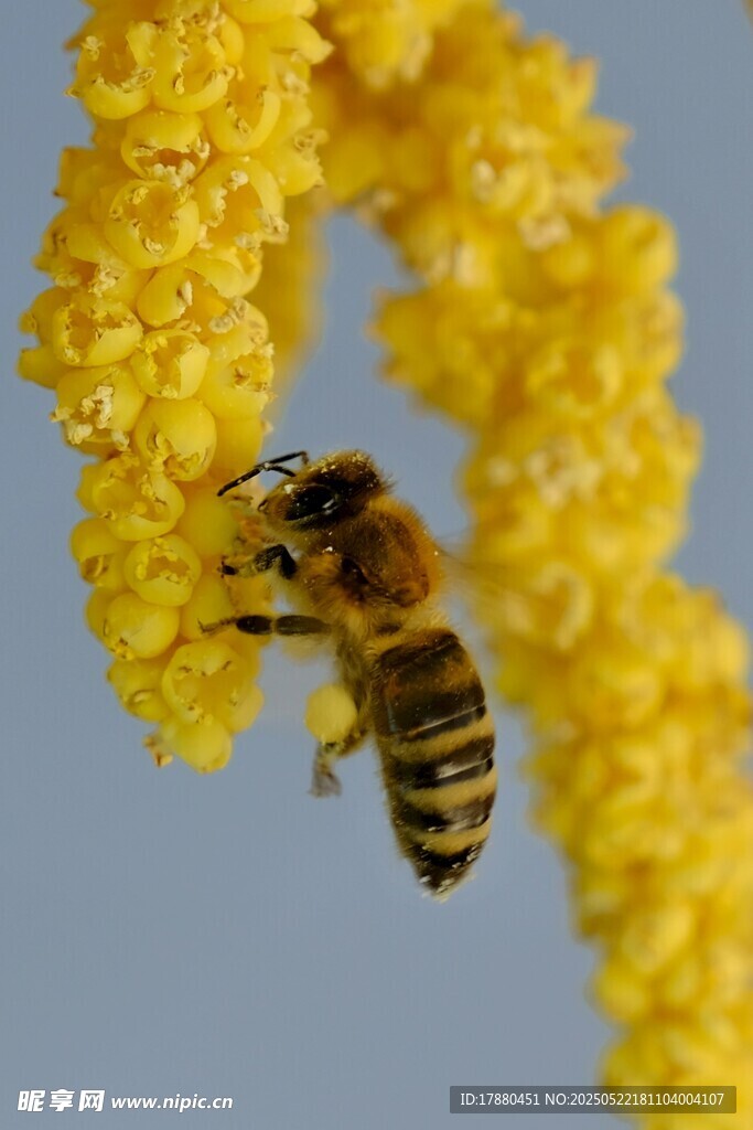 蜜蜂