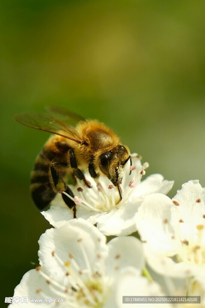 蜜蜂