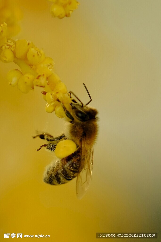 蜜蜂