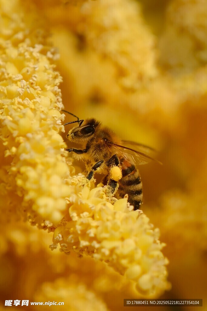 蜜蜂
