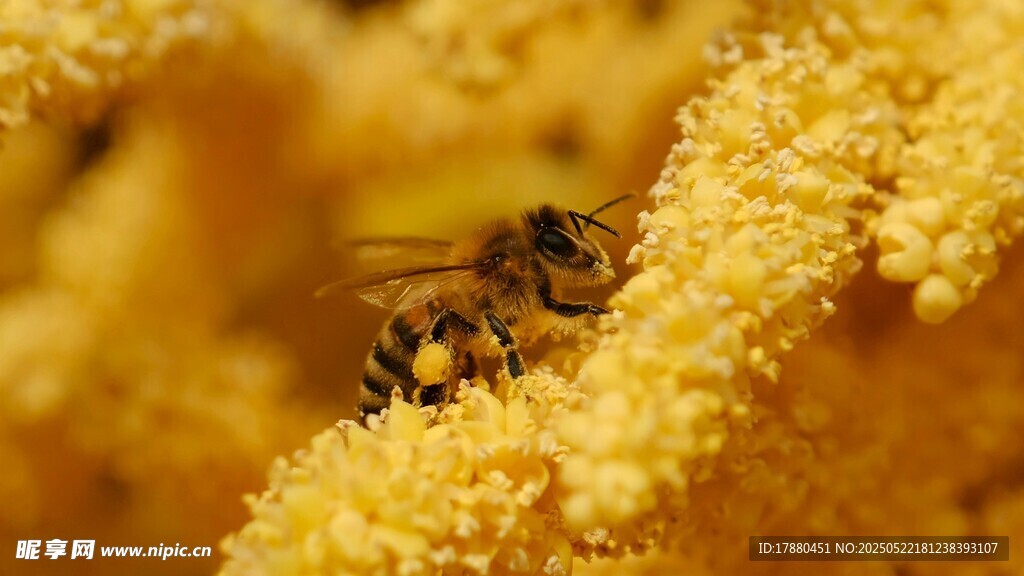 蜜蜂