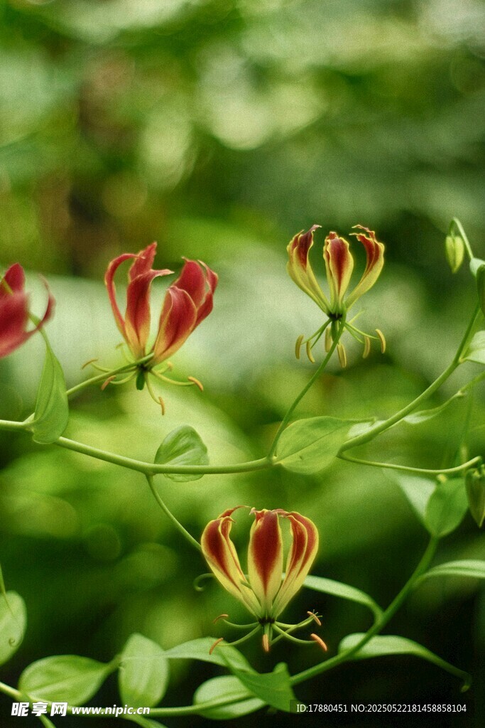 忍冬花