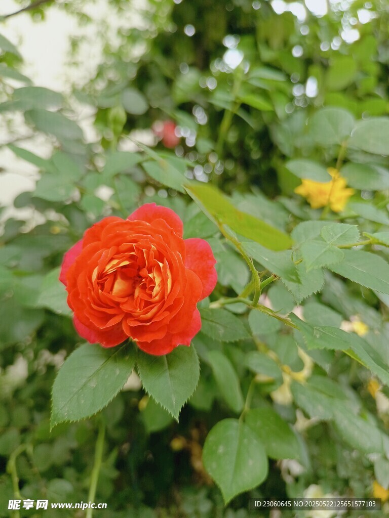 嬌艷紅玫瑰綻放綠葉間
