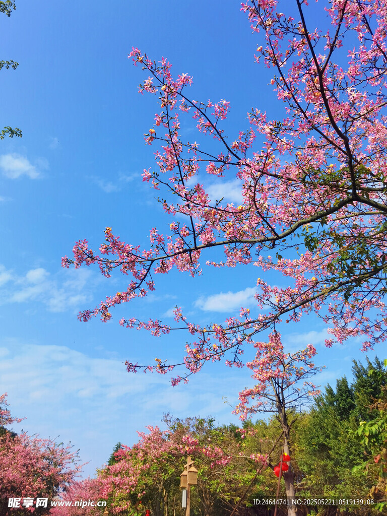 春日繁花枝頭綻