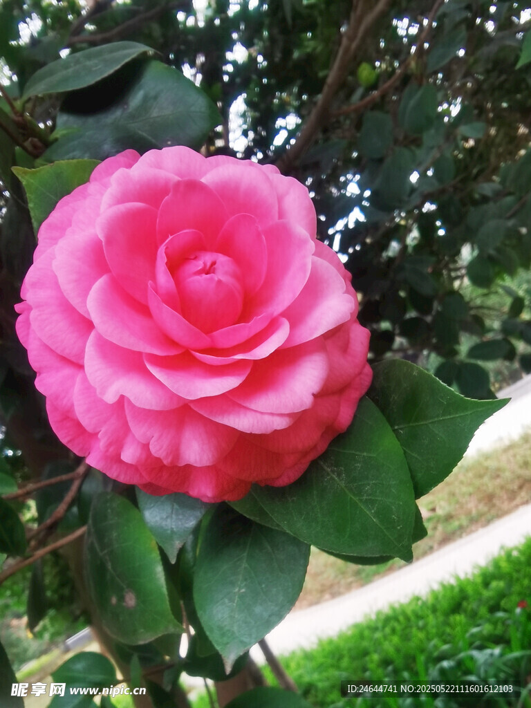 嬌艷粉色山茶花特寫