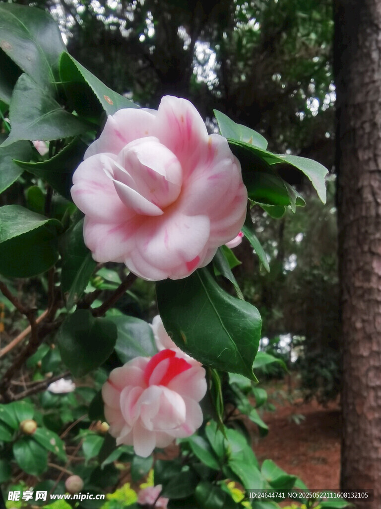 嬌艷粉色山茶花綻放