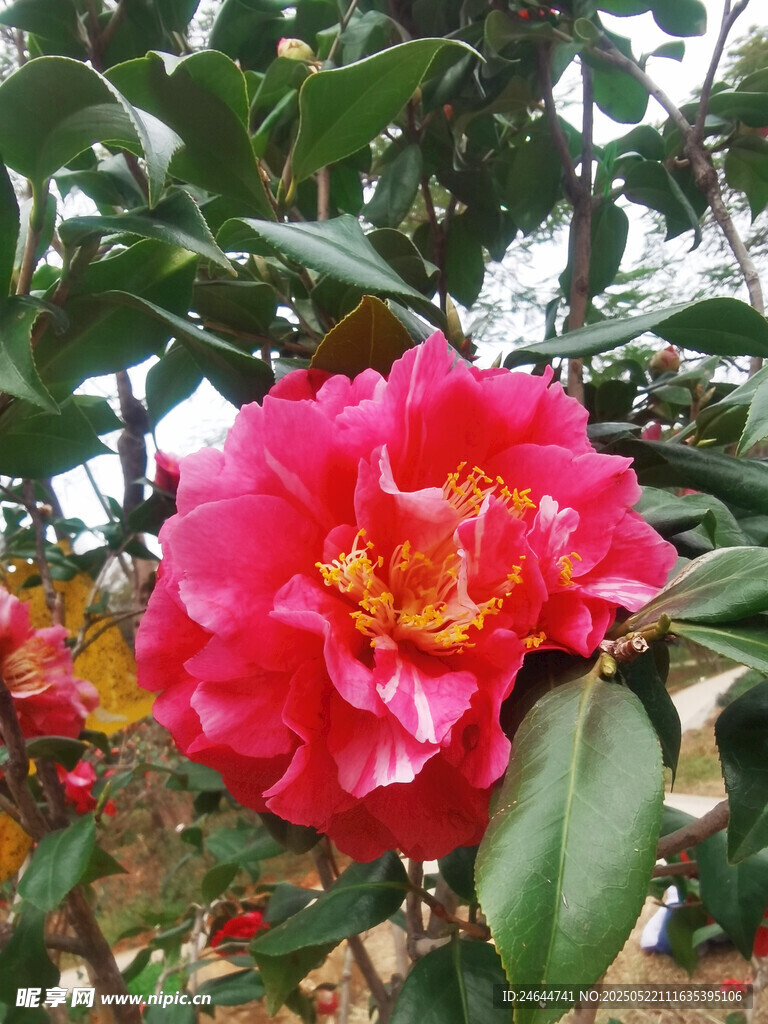 艷麗山茶花綻放綠葉間