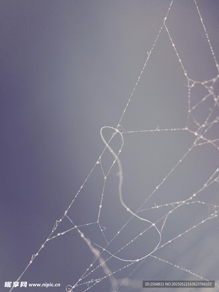 陽光下的精致蜘蛛網