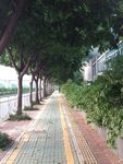 林蔭鋪就的城市靜謐步道