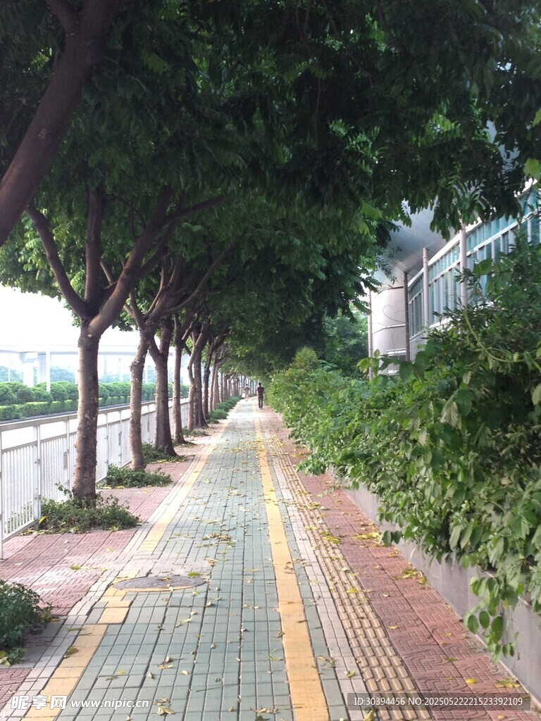 林蔭鋪就的城市靜謐步道