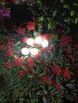 夜下綻放的火紅花朵