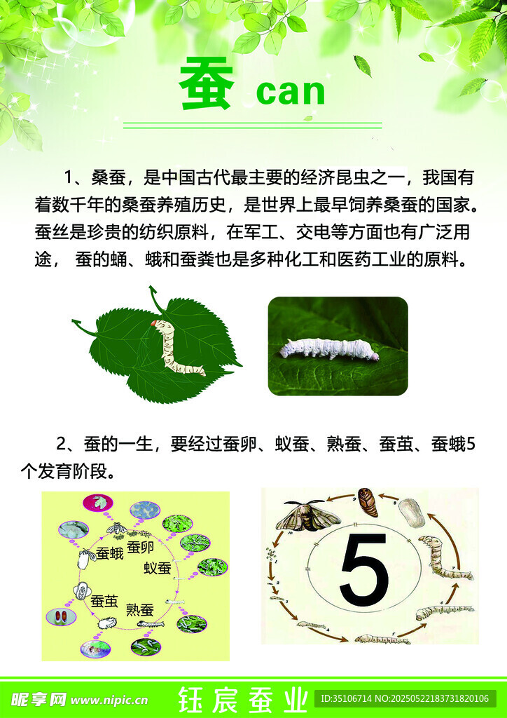 蠶的生長過程科普海報