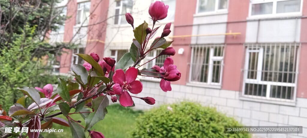 校園繁花綻放