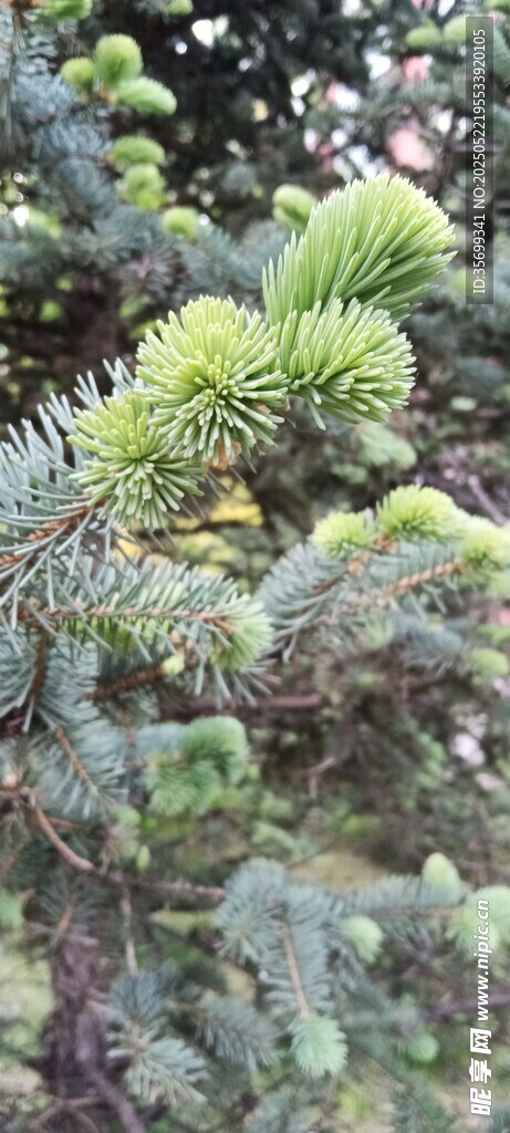 翠綠松枝上的飽滿松果