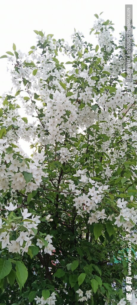 盛開的白色繁花樹