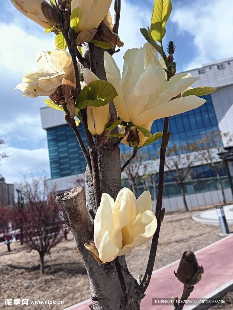 玉蘭花綻放于建筑旁