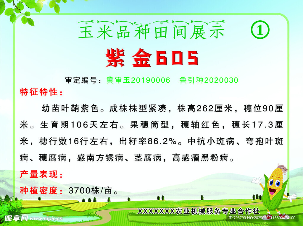 玉米新品種紫金805介紹