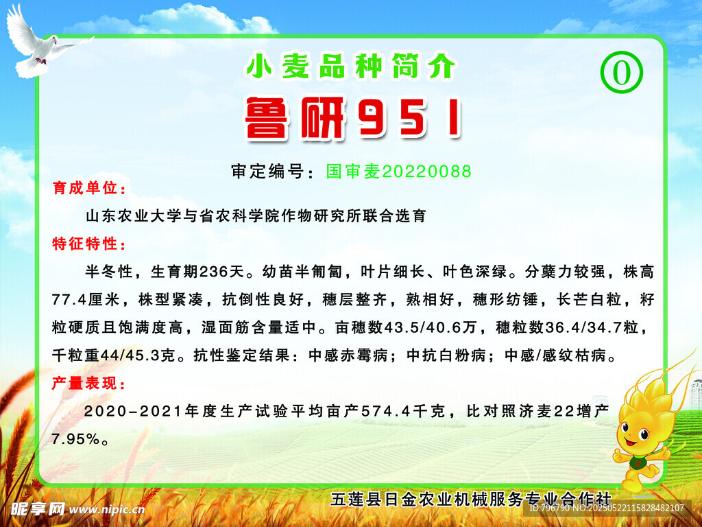 增研951水稻品種介紹