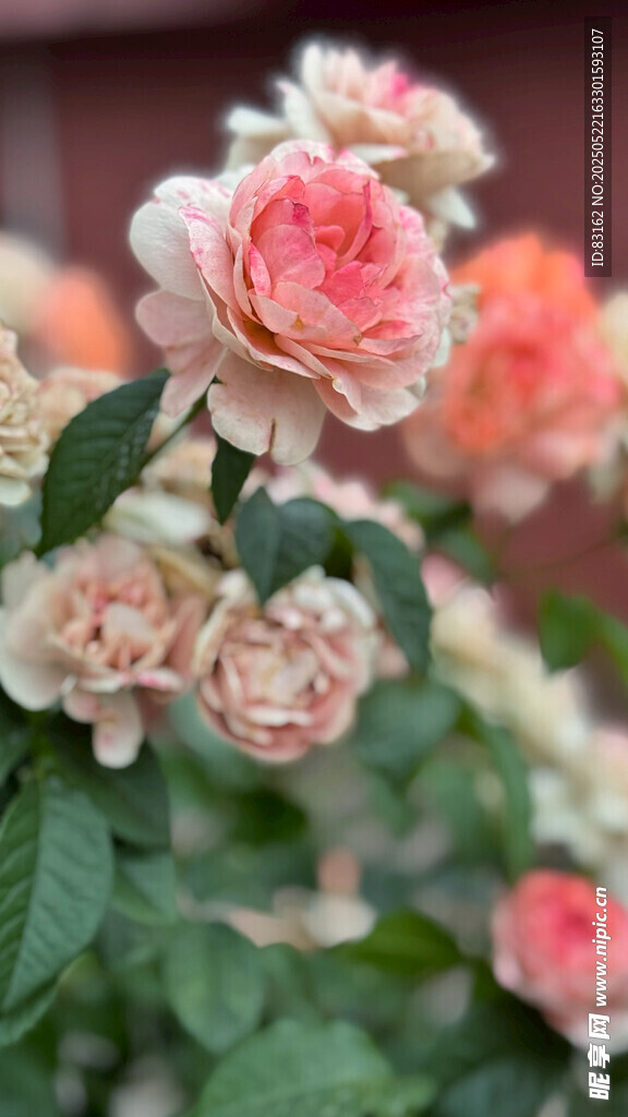 月季花