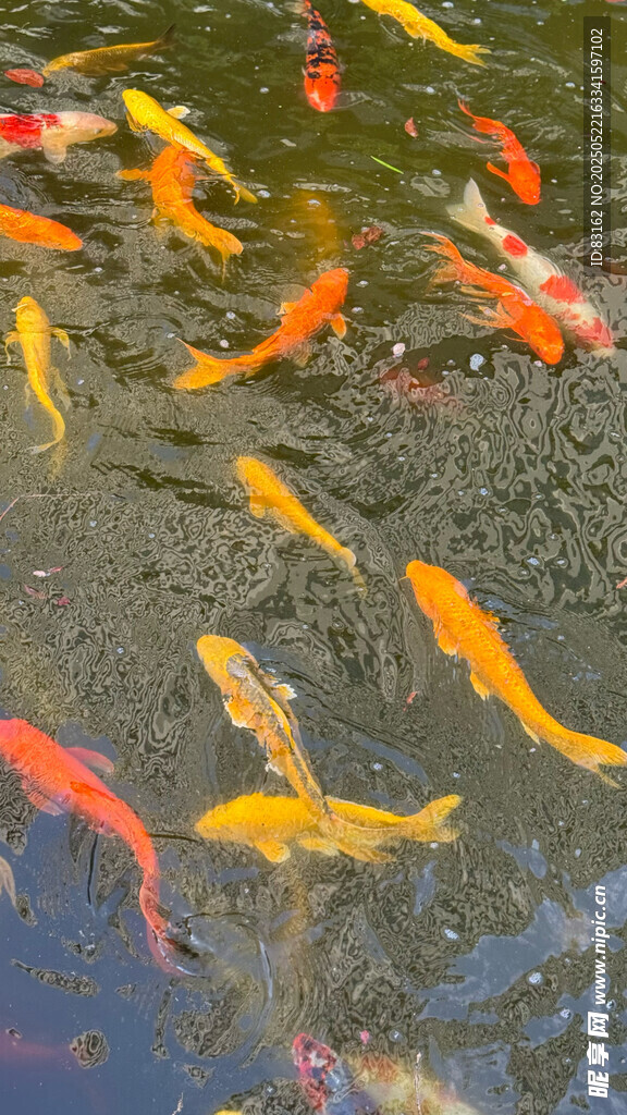 觀賞魚錦鯉