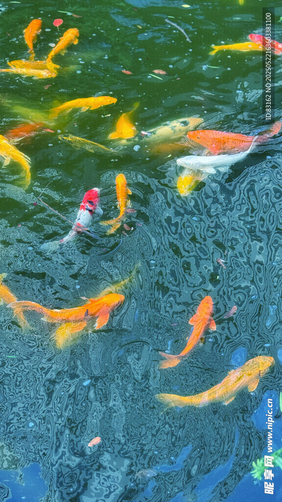觀賞魚