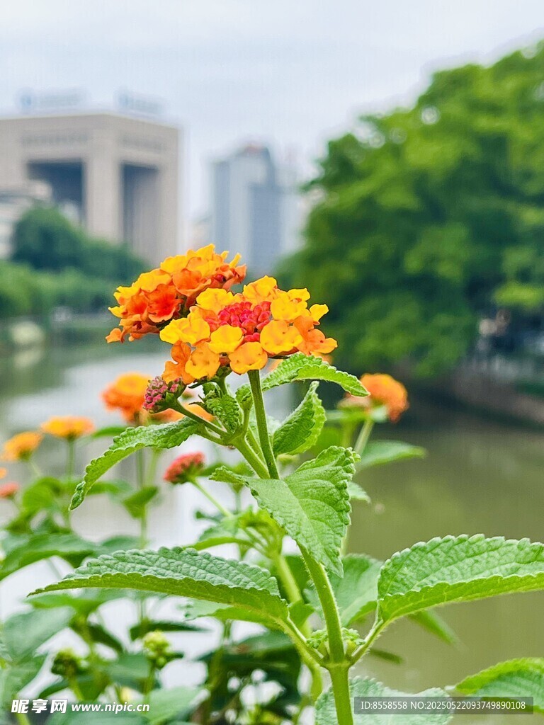 河畔綻放的鮮艷橙色小花