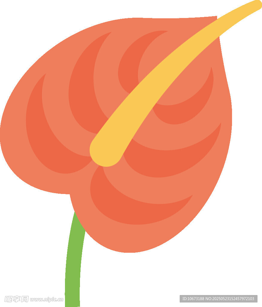 橙色紅掌花朵插畫