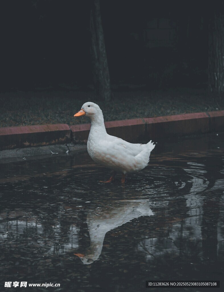 雨中漫步的白鴨