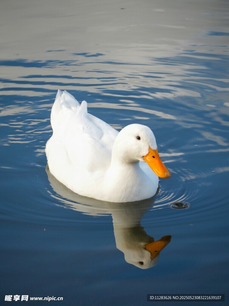 水中白鴨悠然自得